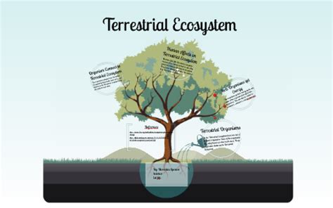 Terrestrial Ecosystem by Mercedes Spencer on Prezi