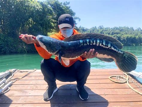 Nantou fishers battle invasive snakeheads - Taipei Times