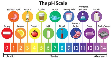 The PH Scale: Unveiling The Acidity And Alkalinity Of Everyday Items ...