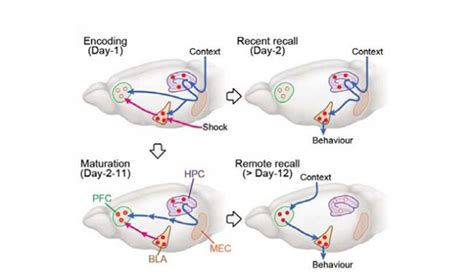 Memories Take A Detour In The Brain – Asian Scientist Magazine