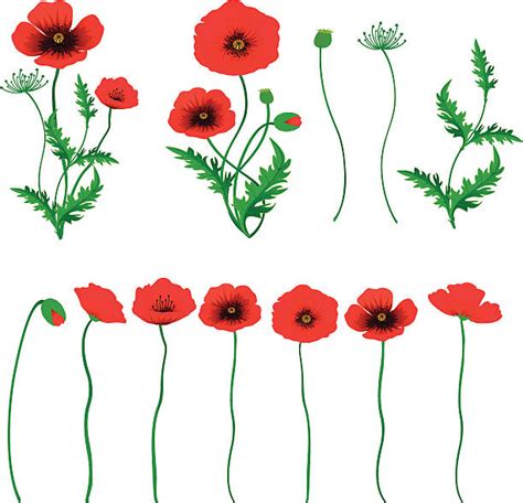 Poppy Flower Clip Art, Vector Images & Illustrations - iStock