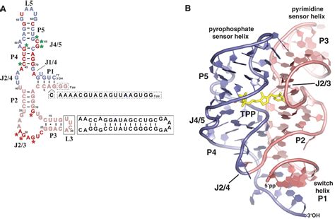 Structure of the Eukaryotic Thiamine Pyrophosphate Riboswitch with Its ...