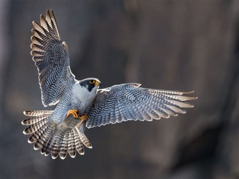 Peregrine Falcon | Urban Raptor Conservancy