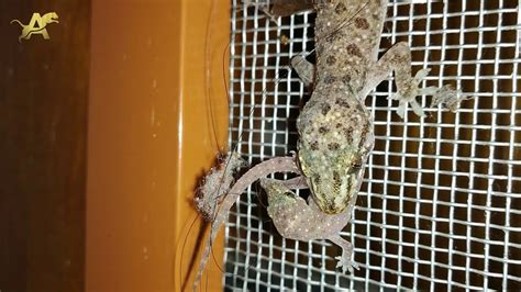 Mediterranean House Gecko Food - Pet Food Guide