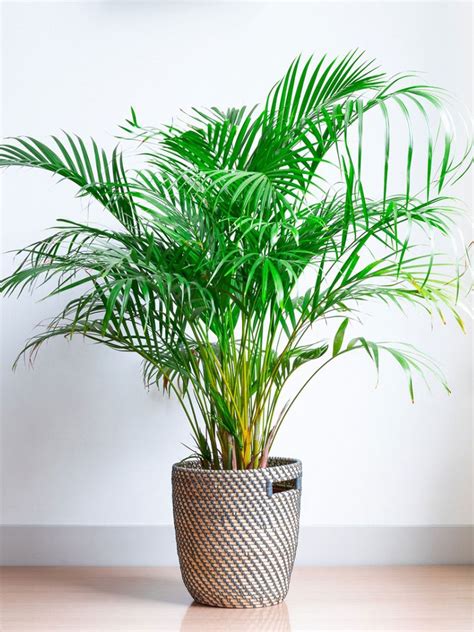 Areca Palm Plants - How To Grow Areca Palm Houseplant