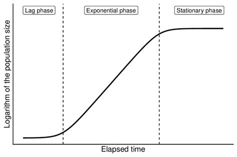 Illustration of a typical growth curve. | Download Scientific Diagram