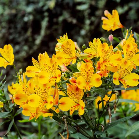 Alstroemeria 'Inca Gold Rush' Peruvian Lily 6" Pot - Hello Hello Plants