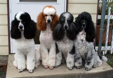 Adorable standard poodles... This is what Tim picked out for our next ...