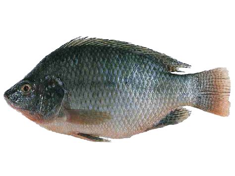 Tilapia Fish Farming | Modern Farming Methods