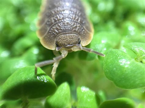 Buy Pocket Pets 10 Live HippoPolyus! Giant Roly Poly Isopods Online at ...