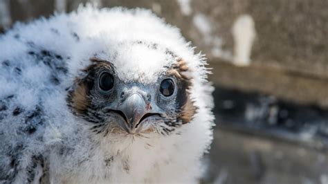 Happy Spring! Welcoming 4 baby peregrine falcons - Agfa HealthCare ...