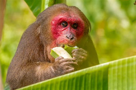 Brown Monkey Eating Green Vegetable · Free Stock Photo