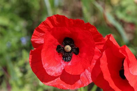 Image result for poppy flowers