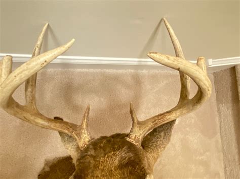 Whitetail 8-point Buck Shoulder Mount - Etsy