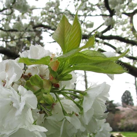 Prunus 'Shirotae' in Bute Park