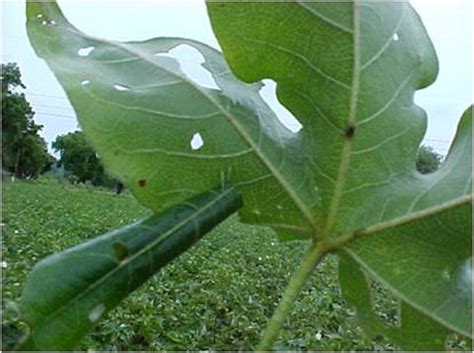 TNAU Agritech Portal :: Crop Protection :: Pest :: Cotton