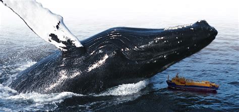 New England Aquarium Whale Watch - Downeaster Travel Packages to Maine ...