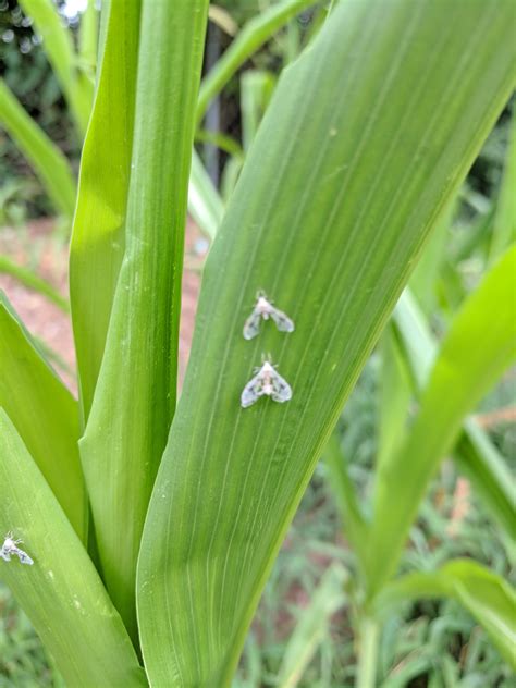 Corn leaves curling, is this the culprit? They're all over the whole ...