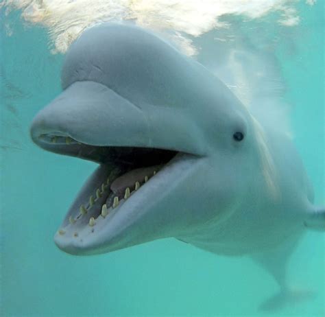 Beluga Whales Smiling | www.pixshark.com - Images Galleries With A Bite!