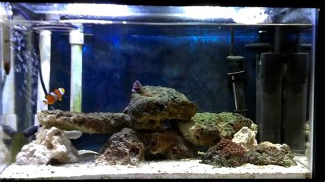 10 Gallon Saltwater Aquarium Update 5 - YouTube