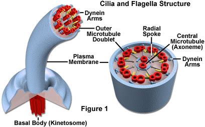 Cilia & flagella, and Vacuole - Organelles