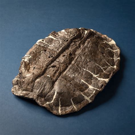 Polish Dump’s Ancient ѕeсгet: Fossilized Turtle Shells, Discovered in ...