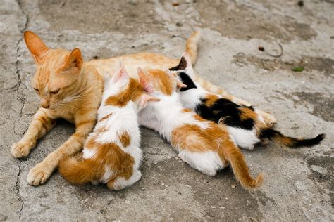 Mother Cat Nursing Her Kittens | Flickr - Photo Sharing!