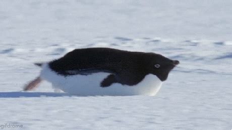 Penguin Slide GIFs - Get the best GIF on GIPHY