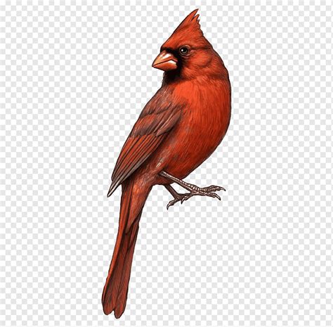 Cardinal bird illustration, Bird St. Louis Cardinals Northern cardinal ...