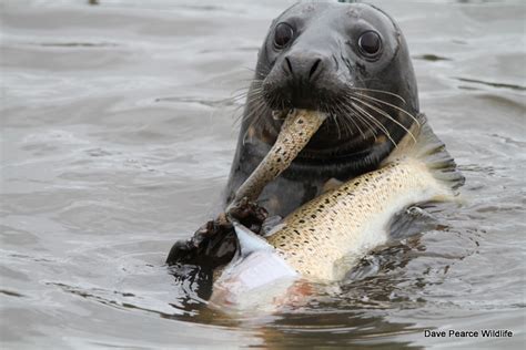 Seal eating Salmon | Taken at the Tees Barrage | dave pearce | Flickr