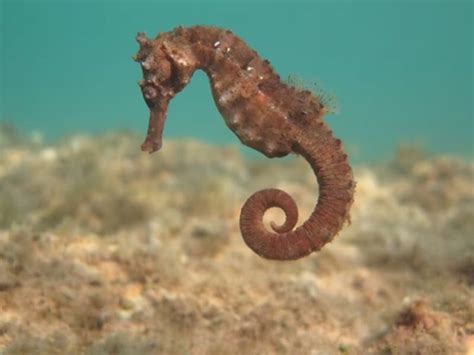 Extensive fishing off the Coromandel coast forced the great seahorse to ...