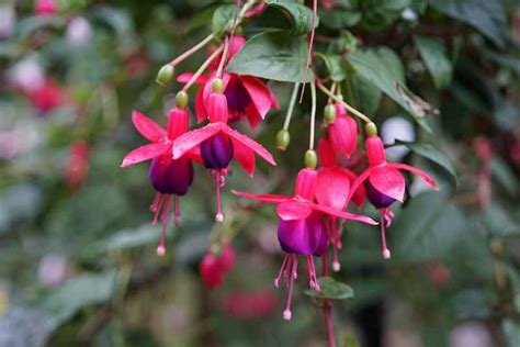 How to Revive a Wilting Fuchsia Plant | Gardener’s Path