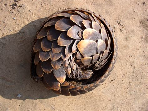 Wildlife of the World: Pangolin Animal Facts & Images 2013