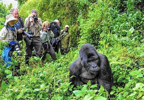 Turistas ponen en peligro de extinción a gorilas de montaña por ...