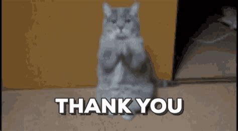 Thank You Cat GIF - Tenor GIF Keyboard - Bring Personality To Your ...