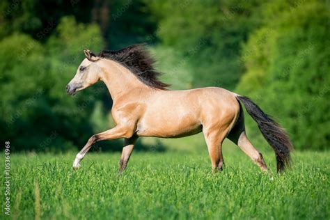 Beautiful buckskin horse running in forest Stock Photo | Adobe Stock