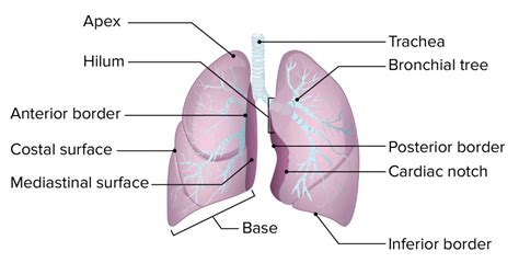 Parts Of The Lungs Diagram