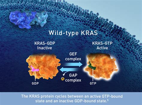 Targeting KRAS-G12C to Block Oncogenic Signaling | Amgen