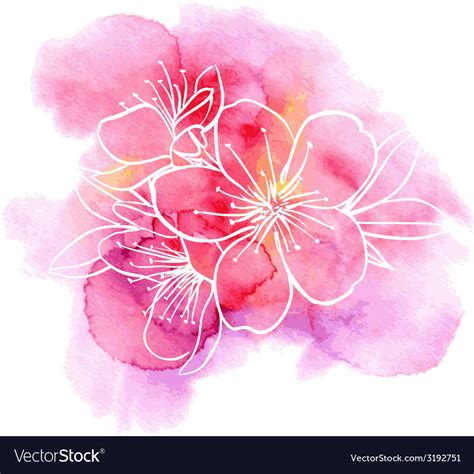 Cherry flowers on a watercolor background Vector Image