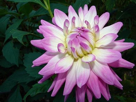 Green Knees Garden: Dahlia Bulbs