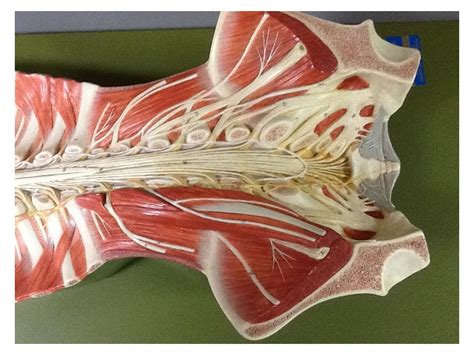 ShowMe - sacral plexus