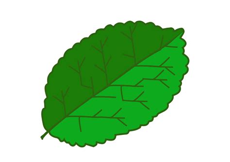 mint leaves on while background, single continuous line drawing leaf ...