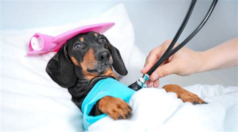 Dachshunds Health Problems - Top Health Issues To Watch Out For