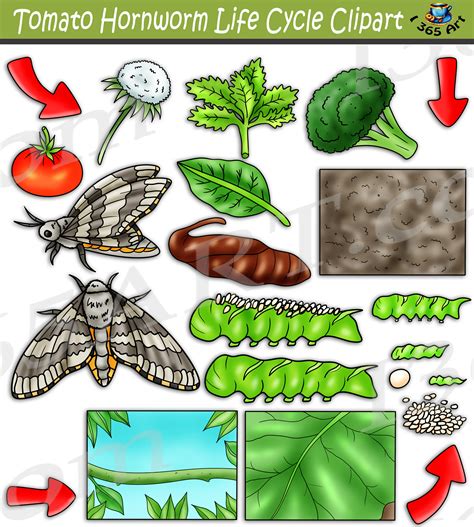 Tomato Hornworm Life Cycle Clipart Set Download - Clipart 4 School