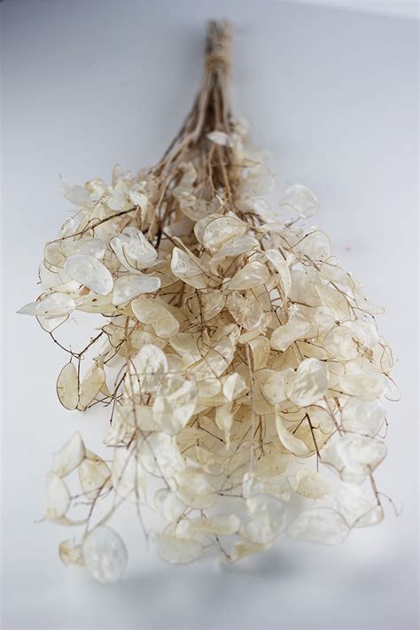 Dried Lunaria - Natural Bunch, 70cm l Natural Lunaria – Dried Flowers Decor