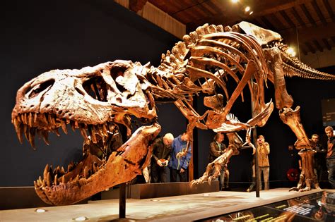 [Fossil Pic] A visit to Trix, the only Tyrannosaurus in Europe : Dinosaurs