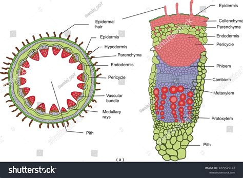 Cross Section Of Dicot Stem