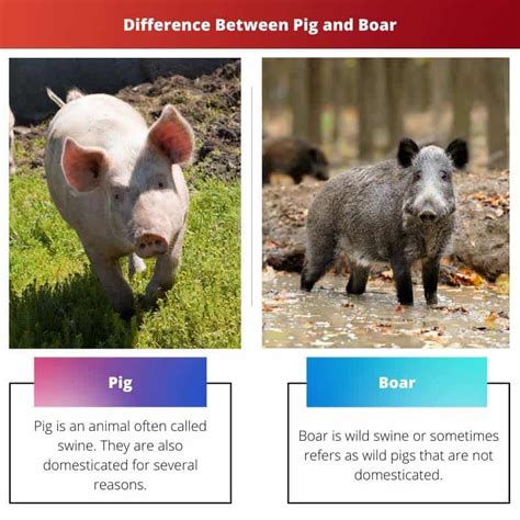 Pig vs Boar: Difference and Comparison