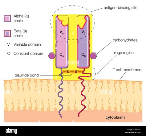 The basic structure of a typical T-cell antigen receptor Stock Photo ...