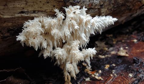 How To Find Wild Lion's Mane (Hericium species) - FreshCap Mushrooms